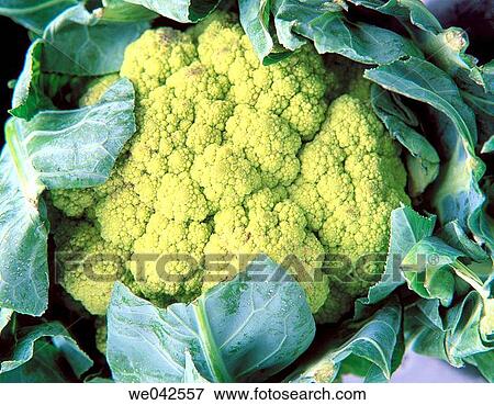 Cauliflower View Large Photo Image Stock Photo - Cauliflower. Fotosearch
