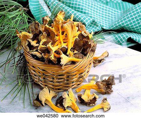 Chanterelles (Cantharellus lutescens) View Large Photo Image Stock Image - Chanterelles (Cantharellus lutescens). Fotosearch