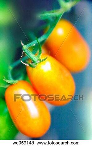 Cherry tomatoes. Solanum lycopersicon. July 2006, Maryland, USA View Large Photo Image Stock Photo - Cherry tomatoes. Solanum lycopersicon. July 2006, Maryland, USA. Fotosearch