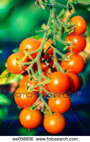 Cherry Tomatoes (Solanum lycopersicon). August 2006, Maryland, USA View Large Photo Image Stock Photograph - Cherry Tomatoes (Solanum lycopersicon). August 2006, Maryland, USA. Fotosearch