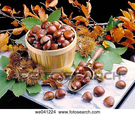 Chestnuts View Large Photo Image Picture - Chestnuts. Fotosearch