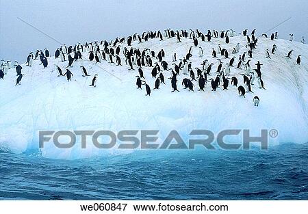 Chinstrap Penguins (Pygoscelis antarctica). South Sandwich Islands. Antarctica View Large Photo Image Stock Photo - Chinstrap Penguins (Pygoscelis antarctica). South Sandwich Islands. Antarctica. Fotosearch