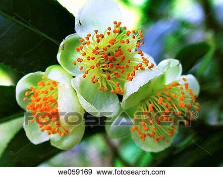 Stock Photo - Close up of Tea Flower. Fotosearch