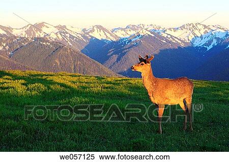 Columbian Blacktailed Deer (Odocoileus hemionus columbianus), young male in spring. Hurricane Ridge, Olympic National Park, Washington, USA View Large Photo Image Stock Photography - Columbian Blacktailed Deer (Odocoileus hemionus columbianus), young male in spring. Hurricane Ridge, Olympic National Park, Washington, USA. Fotosearch