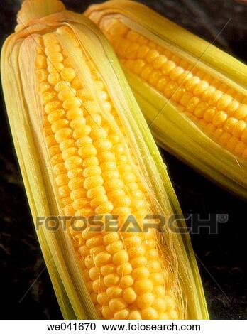 Corn View Large Photo Image Stock Image - Corn. Fotosearch