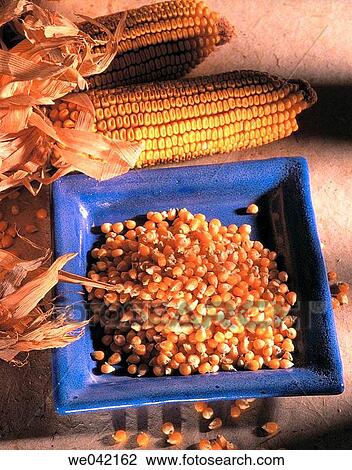 Corn View Large Photo Image Stock Image - Corn. Fotosearch