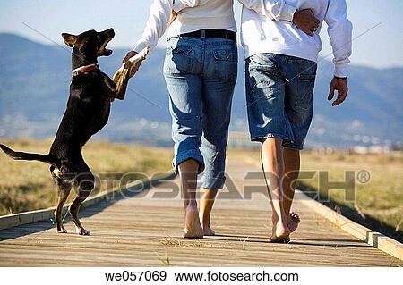 Couple Playing With Their Dog View Large Photo Image Stock Photo - Couple Playing With Their Dog. Fotosearch