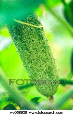 Cucumber (Cucumis sativus). August 2006, Maryland, USA View Large Photo Image Stock Photography - Cucumber (Cucumis sativus). August 2006, Maryland, USA. Fotosearch