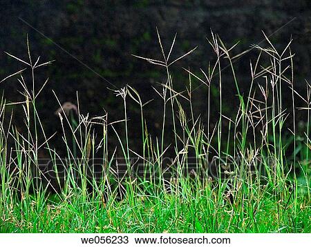 Cynodon dactylon L Pers - Bremuda grass at St Angelo fort Kannur, Kerala, India View Large Photo Image Stock Image - Cynodon dactylon L Pers - Bremuda grass at St Angelo fort Kannur, Kerala, India. Fotosearch