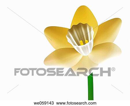 Daffodil View Large Photo Image Stock Image - Daffodil. Fotosearch