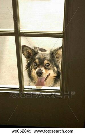 Dog looking behind door View Large Photo Image Stock Photography - Dog looking behind door. Fotosearch