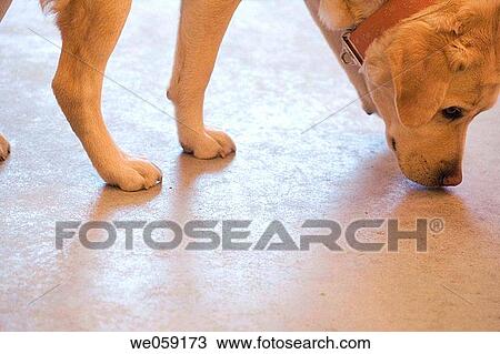 Dog Smelling Floor View Large Photo Image Stock Image - Dog Smelling Floor. Fotosearch