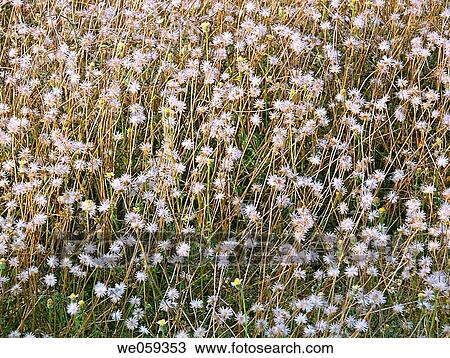 Dry Tridax procumbens View Large Photo Image Stock Image - Dry Tridax procumbens. Fotosearch