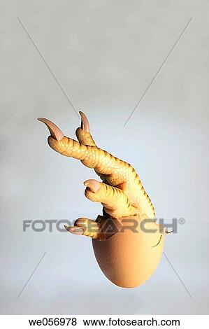Egg with chicken's leg View Large Photo Image Stock Photo - Egg with chicken's leg. Fotosearch