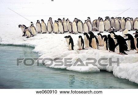 Emperor Penguins (Aptenodytes forsteri) chicks and Adelie Penguins (Pygoscelis adeliae). Dumont d? Urville. Antarctica. View Large Photo Image Stock Image - Emperor Penguins (Aptenodytes forsteri) chicks and Adelie Penguins (Pygoscelis adeliae). Dumont d? Urville. Antarctica.. Fotosearch