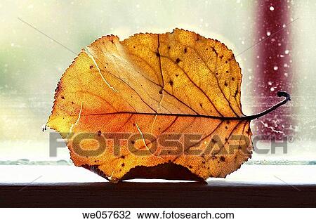 Fall leaf on window. Catalonia, Spain. View Large Photo Image Stock Image - Fall leaf on window. Catalonia, Spain.. Fotosearch