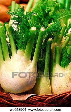Fennel at La Boqueria market, Barcelona. Catalonia, Spain View Large Photo Image Picture - Fennel at La Boqueria market, Barcelona. Catalonia, Spain. Fotosearch