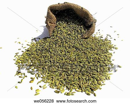 Fennel or Anise Squash View Large Photo Image Stock Photo - Fennel or Anise Squash. Fotosearch