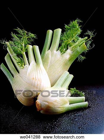 Fennel View Large Photo Image Stock Photo - Fennel. Fotosearch
