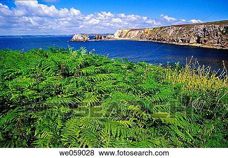 Ferns at Toulinguet point, Crozon peninsula. Brittany, France View Large Photo Image Stock Photo - Ferns at Toulinguet point, Crozon peninsula. Brittany, France. Fotosearch