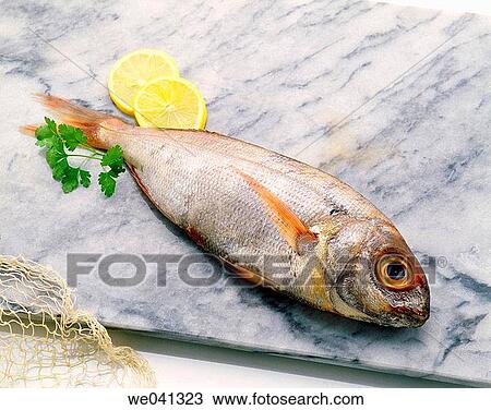 Fish View Large Photo Image Stock Image - Fish. Fotosearch