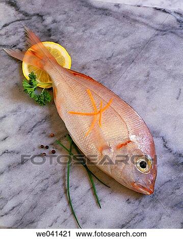 Fish View Large Photo Image Stock Image - Fish. Fotosearch