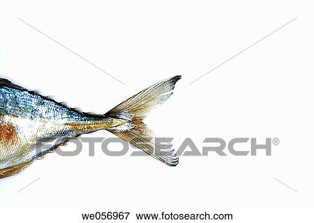 Fish tail. View Large Photo Image Stock Photo - Fish tail.. Fotosearch