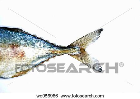 Fish tail View Large Photo Image Stock Photograph - Fish tail. Fotosearch