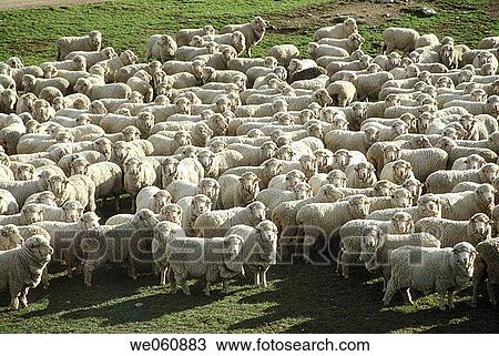 Flock of merino sheep. Central Otago. South Island, New Zealand View Large Photo Image Stock Image - Flock of merino sheep. Central Otago. South Island, New Zealand. Fotosearch