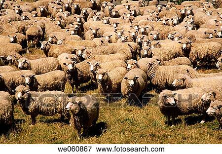 Flock of sheep. Flea Bay. Banks Peninsula walkaway. Canterbury. New Zealand View Large Photo Image Stock Photo - Flock of sheep. Flea Bay. Banks Peninsula walkaway. Canterbury. New Zealand. Fotosearch