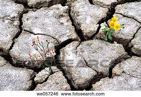 Flowers in dry earth View Large Photo Image Stock Photograph - Flowers in dry earth. Fotosearch