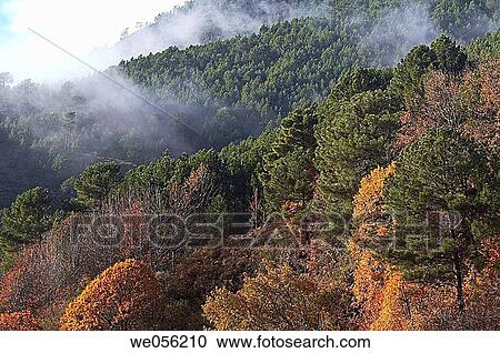 Fog in pine forest, Gavilanes.? vila province, Castilla-Le? n, Spain View Large Photo Image Stock Image - Fog in pine forest, Gavilanes.? vila province, Castilla-Le? n, Spain. Fotosearch