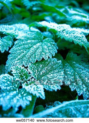 Frost on leaves in early morning, Fageda d? en Jord?. Girona province, Catalonia, Spain View Large Photo Image Stock Image - Frost on leaves in early morning, Fageda d? en Jord?. Girona province, Catalonia, Spain. Fotosearch