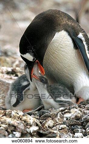 Gentoo Penguin (Pygoscelis papua) feeding chicks. Antarctic peninsula View Large Photo Image Picture - Gentoo Penguin (Pygoscelis papua) feeding chicks. Antarctic peninsula. Fotosearch