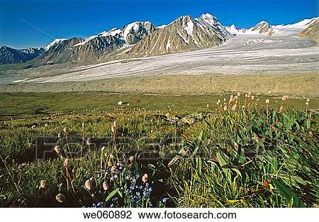 Ger (Yurt), camp and wildflowers. Moraine terrace beside glacier. Tavan Bogd. Altai mountains, Western Mongolia View Large Photo Image Stock Image - Ger (Yurt), camp and wildflowers. Moraine terrace beside glacier. Tavan Bogd. Altai mountains, Western Mongolia. Fotosearch
