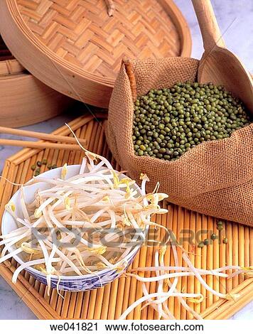 Germinated soybean View Large Photo Image Stock Image - Germinated soybean. Fotosearch