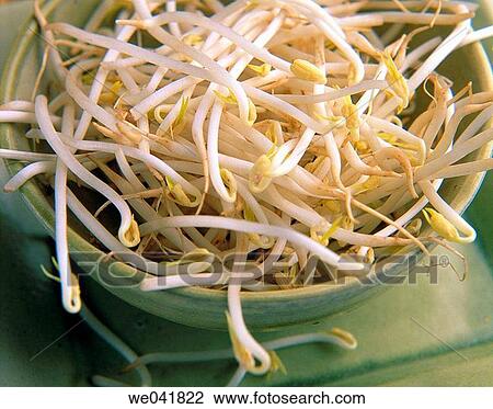 Germinated soybean View Large Photo Image Stock Image - Germinated soybean. Fotosearch