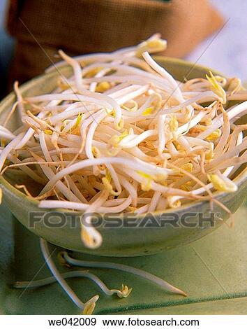 Germinated soybean View Large Photo Image Stock Photo - Germinated soybean. Fotosearch