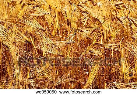 Stock Image - Grain, Son Sardina. Majorca, Balearic Islands, Spain. Fotosearch