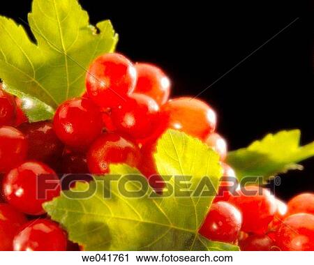 Grapes View Large Photo Image Stock Image - Grapes. Fotosearch