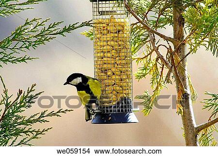 Picture - Great Tit (Parus major) on bird feeder.. Fotosearch