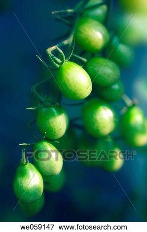 Stock Photo - Green Cherry tomatoes. Solanum lycopersicon. July 2006, Maryland, USA. Fotosearch
