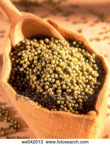 Green soybeans View Large Photo Image Stock Image - Green soybeans. Fotosearch