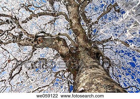Ground view of snow covered beech_tree (Fagus sylvatica). Black Forest, Baden_Wuerttemberg (Baden_Wurttemberg), Germany, Europe. View Large Photo Image Stock Image - Ground view of snow covered beech_tree (Fagus sylvatica). Black Forest, Baden_Wuerttemberg (Baden_Wurttemberg), Germany, Europe.. Fotosearch