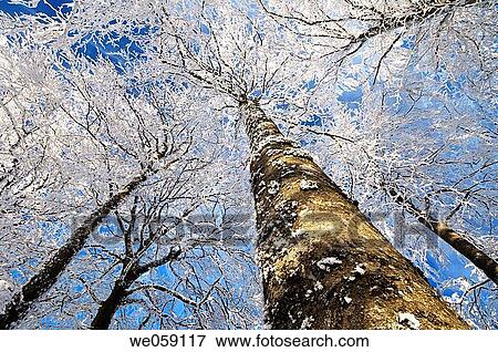 Ground view of snow covered trees in forest. Black Forest, Baden_Wuerttemberg (Baden_Wurttemberg), Germany, Europe. View Large Photo Image Stock Photo - Ground view of snow covered trees in forest. Black Forest, Baden_Wuerttemberg (Baden_Wurttemberg), Germany, Europe.. Fotosearch