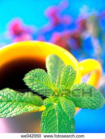 Herbal tea View Large Photo Image Stock Image - Herbal tea. Fotosearch