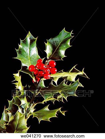 Holly View Large Photo Image Stock Image - Holly. Fotosearch