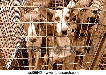 Hunting dogs View Large Photo Image Stock Image - Hunting dogs. Fotosearch