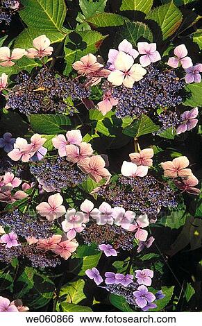 Hydrangeas. Banks Peninsula. Canterbury. New Zealand View Large Photo Image Stock Photograph - Hydrangeas. Banks Peninsula. Canterbury. New Zealand. Fotosearch