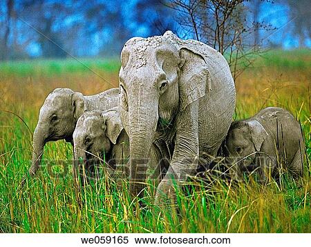 Indian elephant, Elephas maximus, with their calf. Bandipur Wildlife Sanctuary, Karnataka, India. View Large Photo Image Stock Photography - Indian elephant, Elephas maximus, with their calf. Bandipur Wildlife Sanctuary, Karnataka, India.. Fotosearch